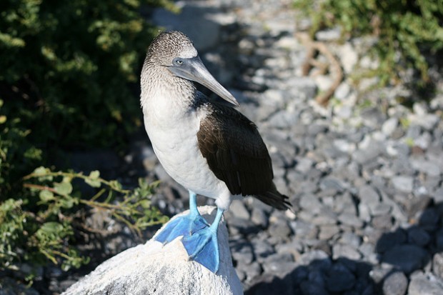 Galapagos