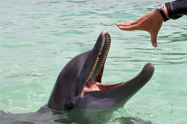 Dolphins in Roatan