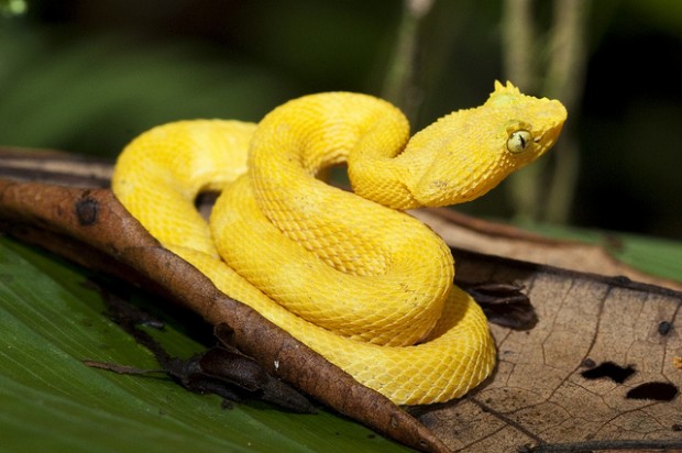 eyelash-viper-costa-rica