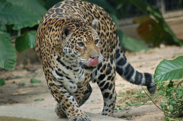 Jaguar