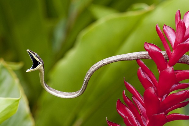 snakes-central-america