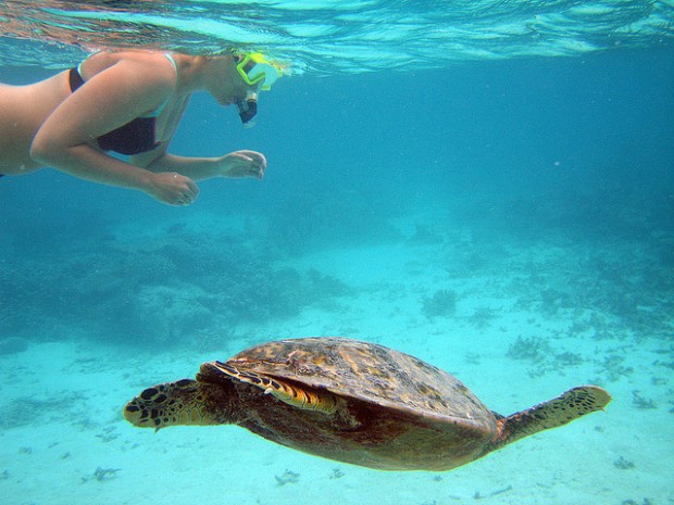 Spots to Snorkel in Roatan