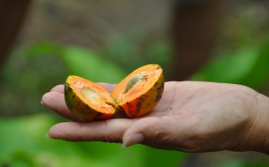 healthy-living-costa-rica