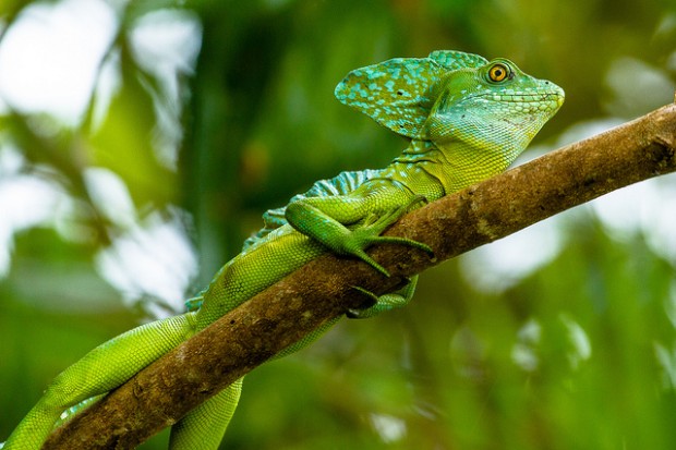 Costa Rica